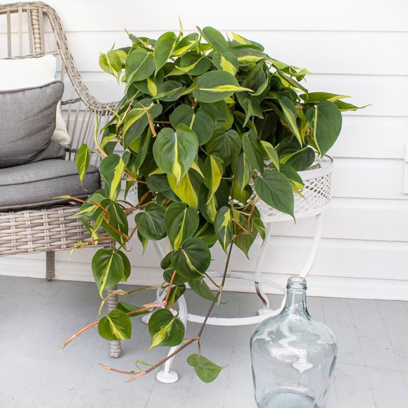 Philodendron brasil cutting